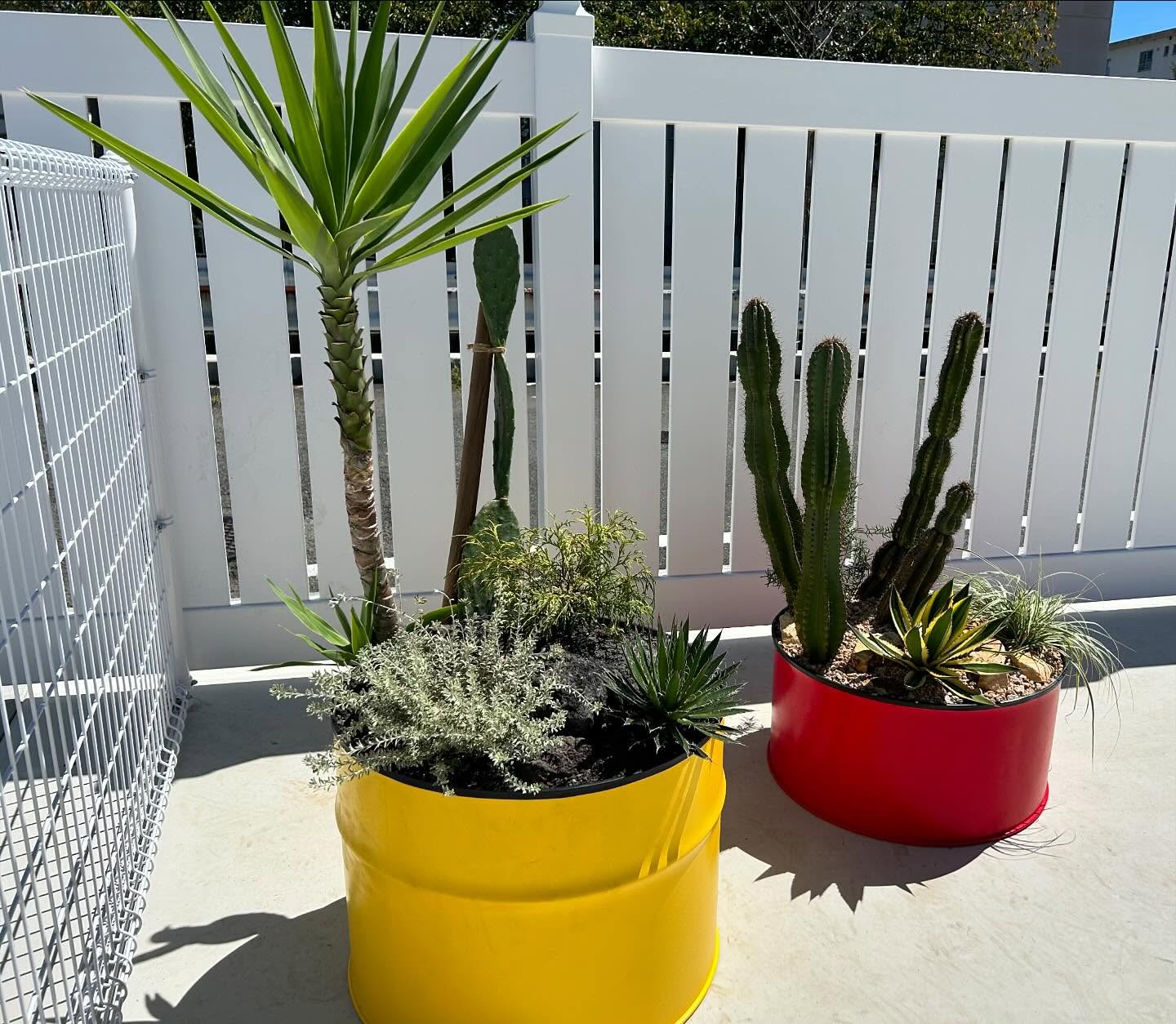 白いフェンスの前に置かれた色鮮やかなドラム缶植栽