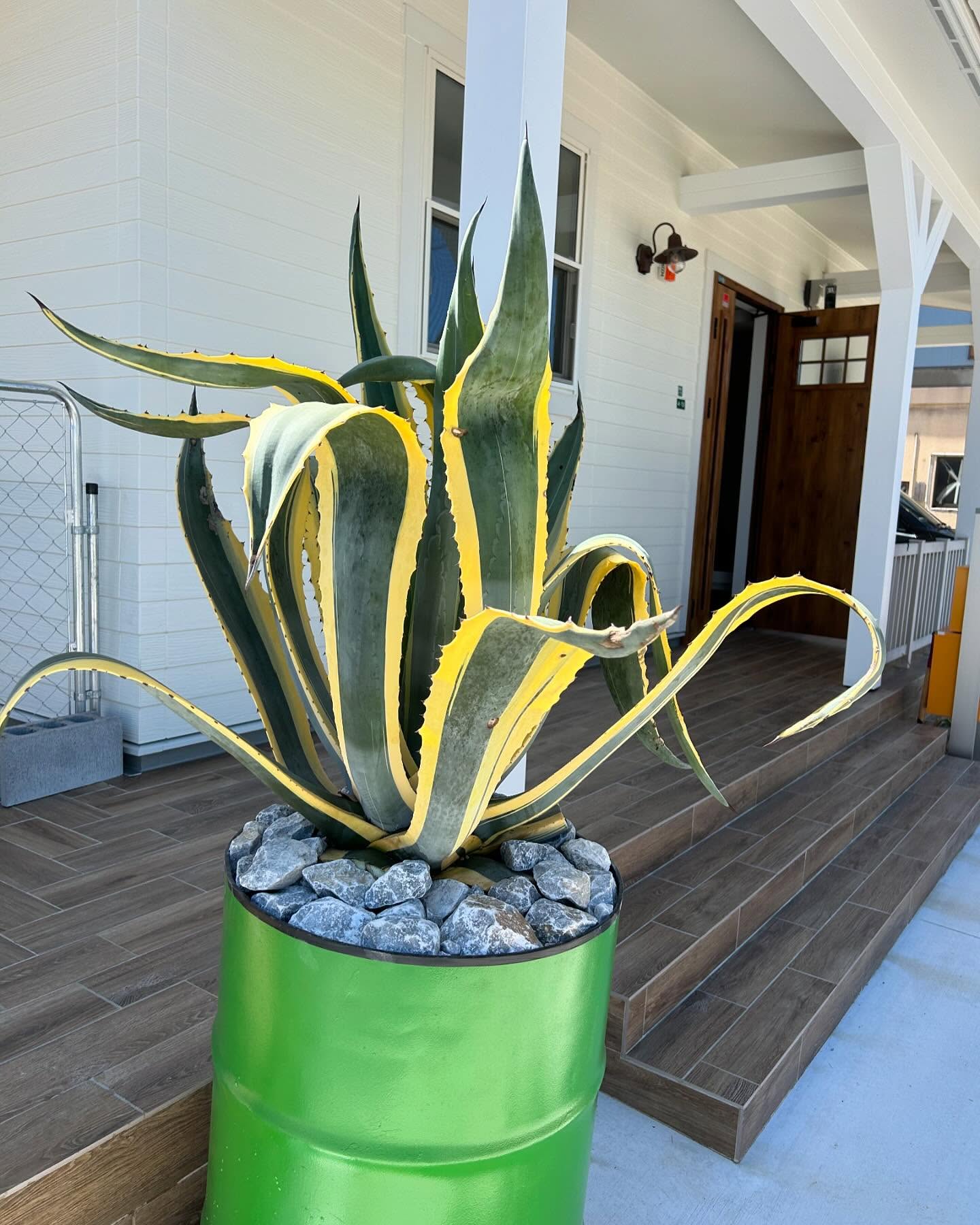 玄関前に置かれたアガベのドラム缶植栽